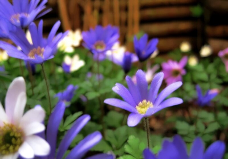Purple and White Flowers — Serene, Spring, Photograph