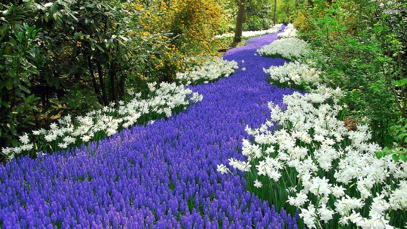 Purple and White Flowers — Serene, Spring, Photograph, Trees, Bushes