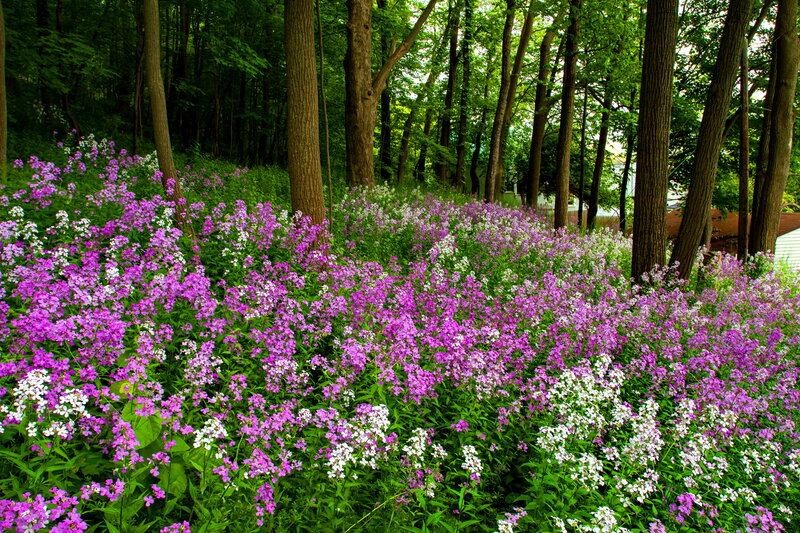 Purple and White Flowers — Serene, Spring, Photograph, Trees