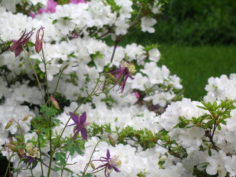 Purple and White Flowers — Serene, Spring, Photograph, White Azaleas