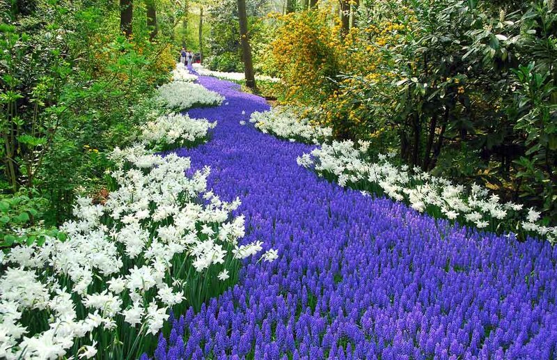 Purple and White Flowers — Serene, Spring