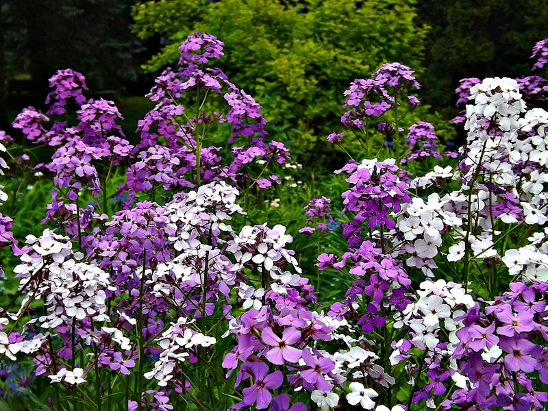 Purple and White Flowers — Serene, Summer, Photograph, Plants