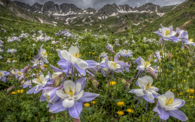 Purple and White Flowers — Serene, Summer