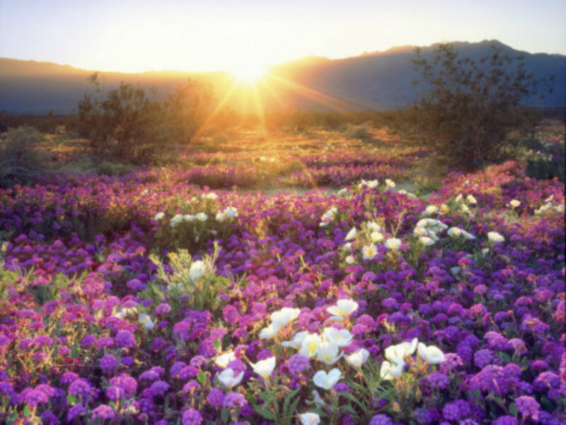Purple and White Flowers — Serene, Sunrise