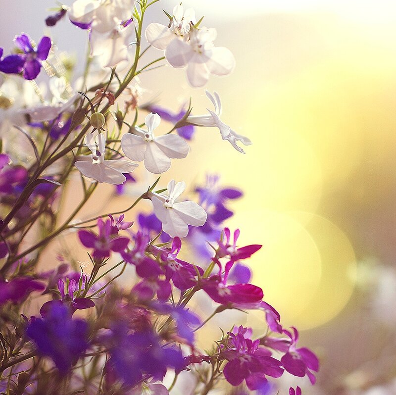Purple and White Flowers — Serene, Sunset