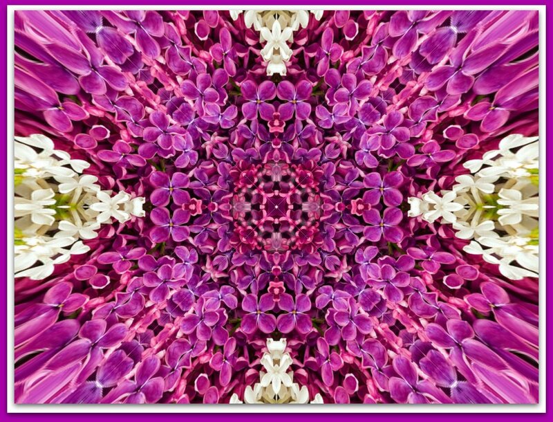 Purple and White Flowers — Symmetrical