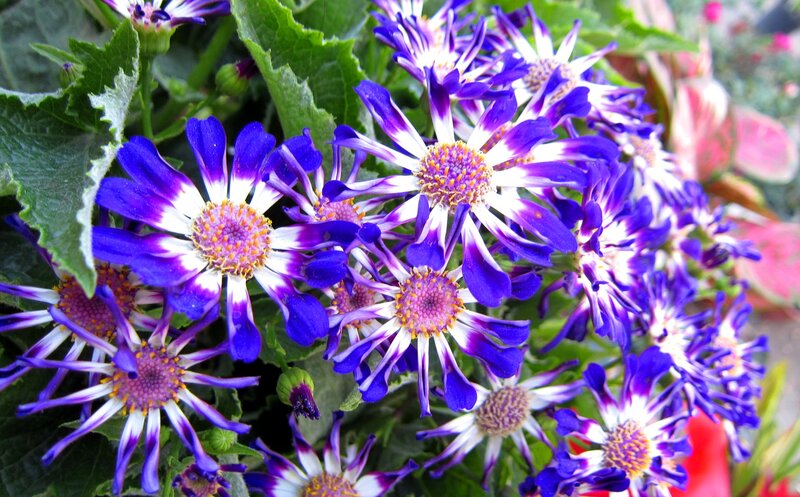 Purple and White Flowers — Vibrant, Afternoon, Photograph