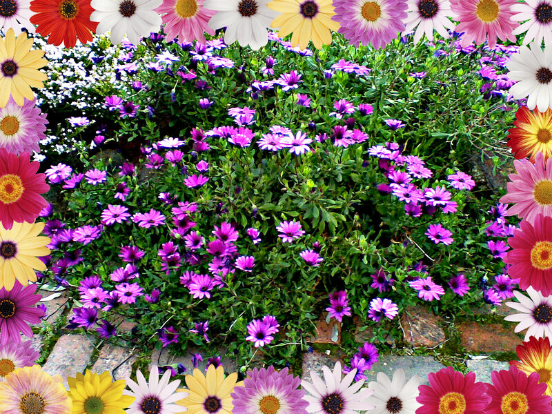 Purple and White Flowers — Vibrant, Afternoon