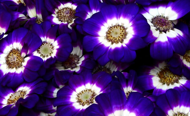 Purple and White Flowers — Vibrant, Photograph, Petals