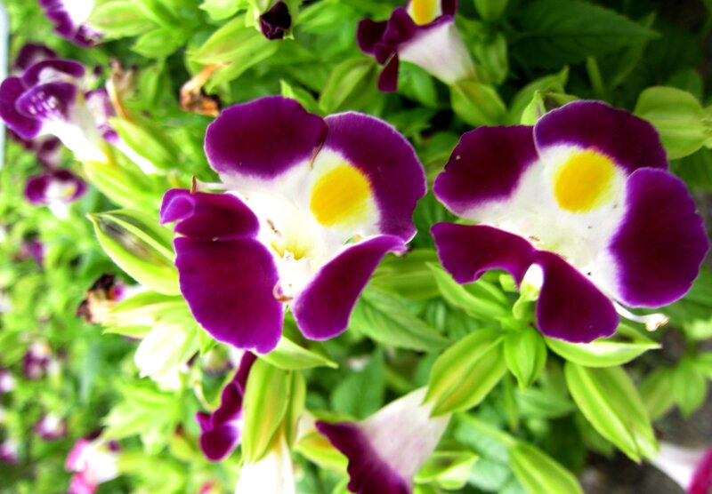 Purple and White Flowers — Vibrant, Photograph