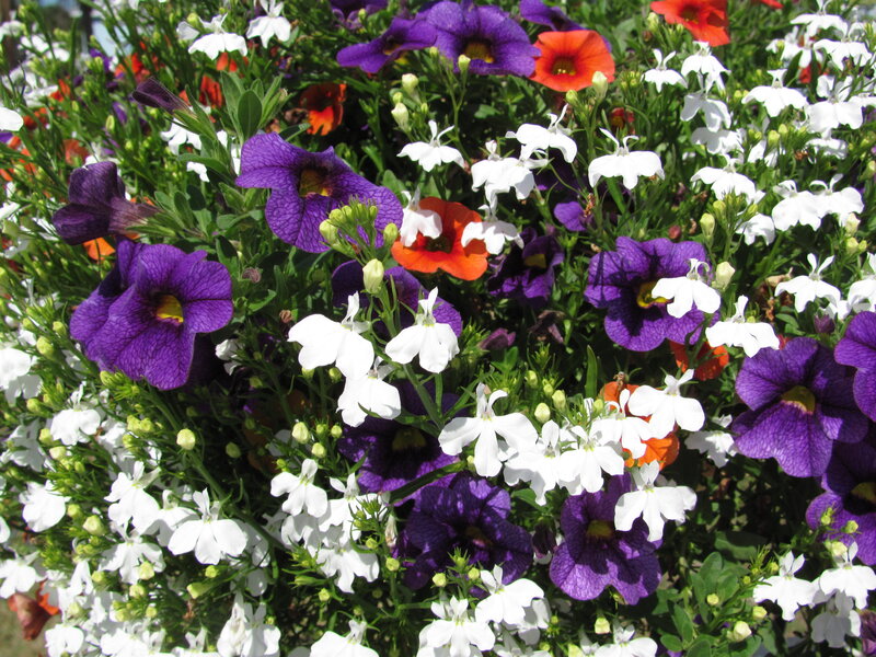 Purple and White Flowers — Vibrant
