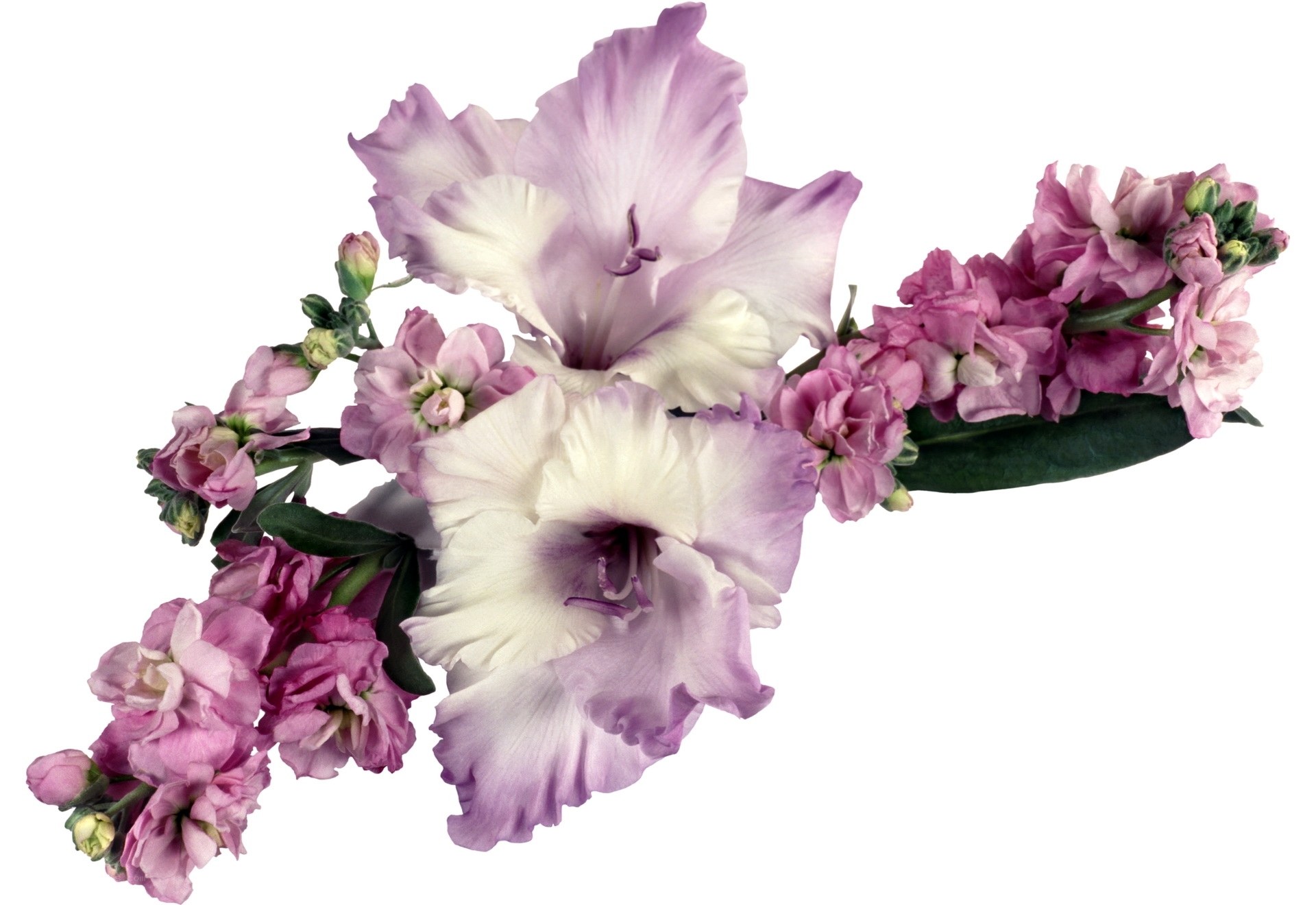 purple and white flowers