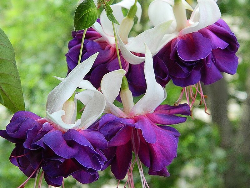 Purple and White Fuchsia Flowers