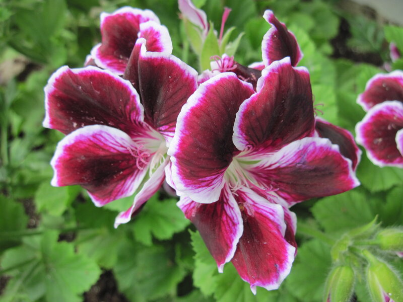 Purple and White Geranium — Calm