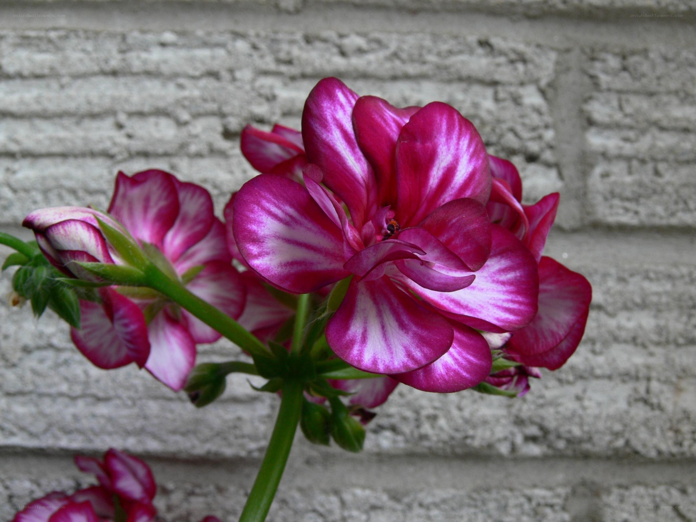 Purple and white geranium flower