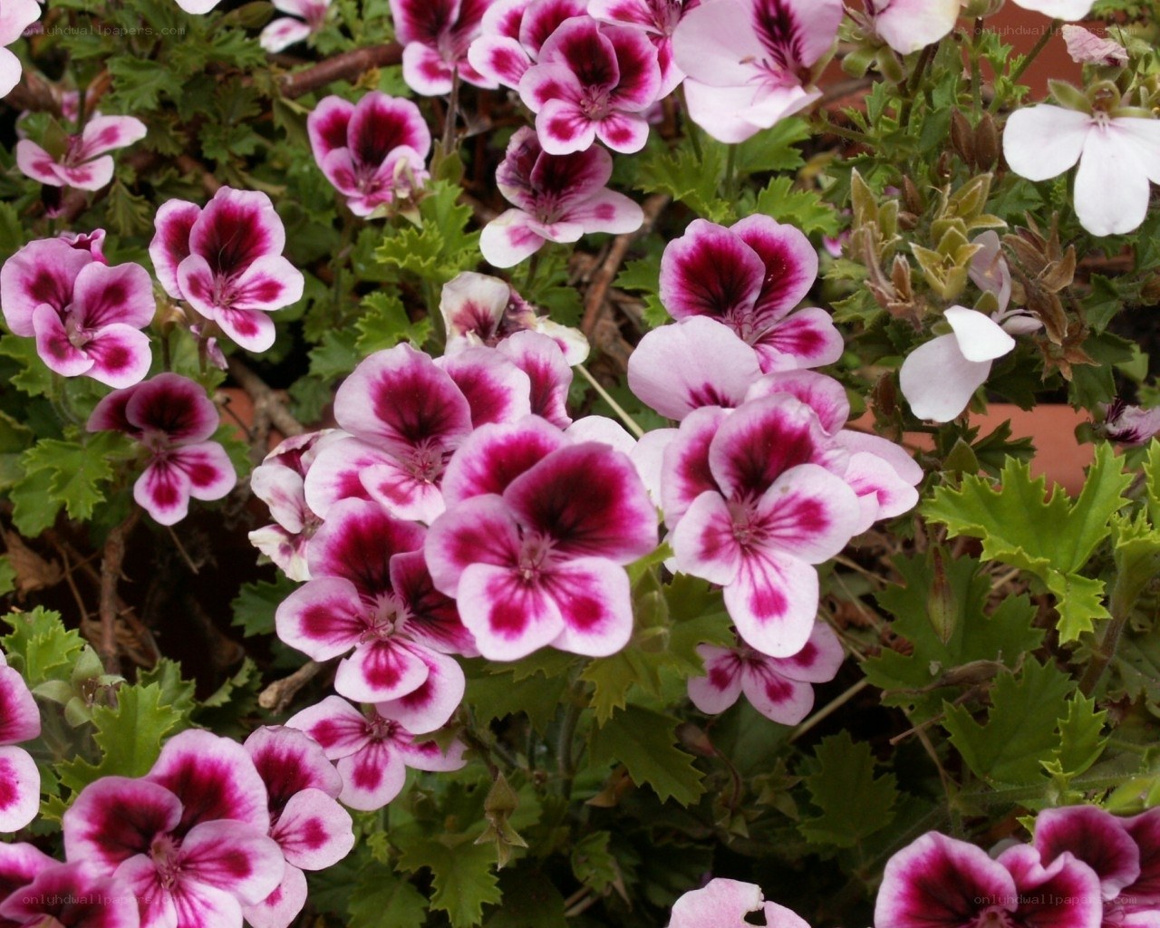 purple and white geranium flowers