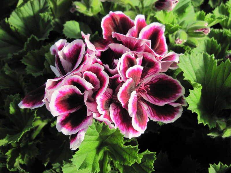 Purple and White Geranium