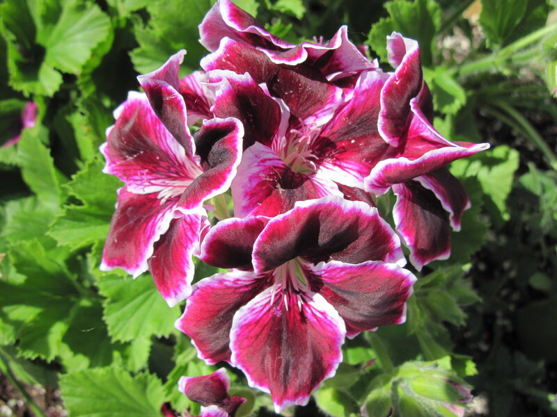 Purple and White Geranium — Vibrant