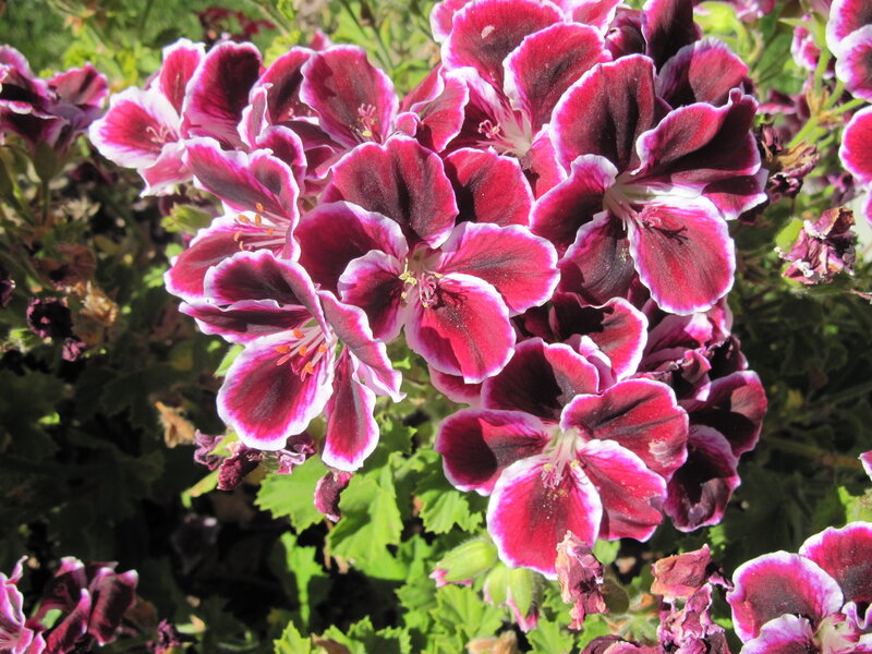 Purple and White Geraniums — Bright