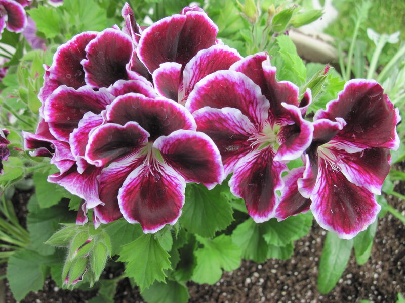Purple and White Geraniums — Calm, Afternoon, Photograph