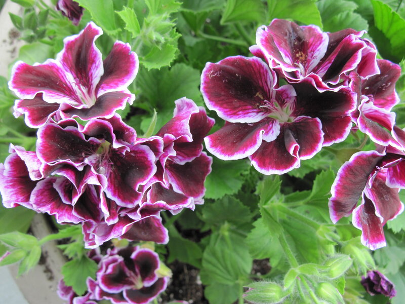 Purple and White Geraniums — Calm, Afternoon