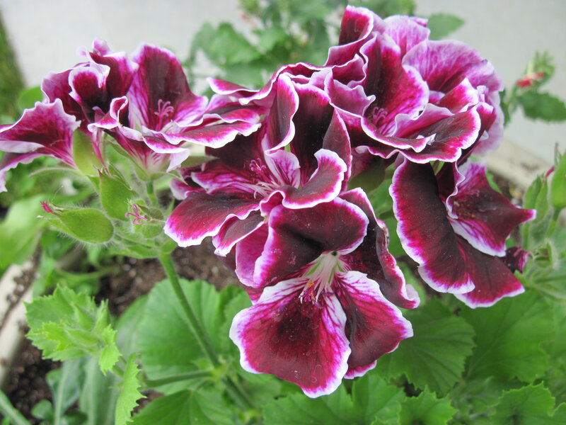 Purple and White Geraniums — Calm