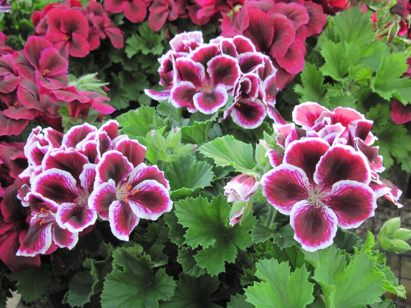 Purple and White Geraniums — Green