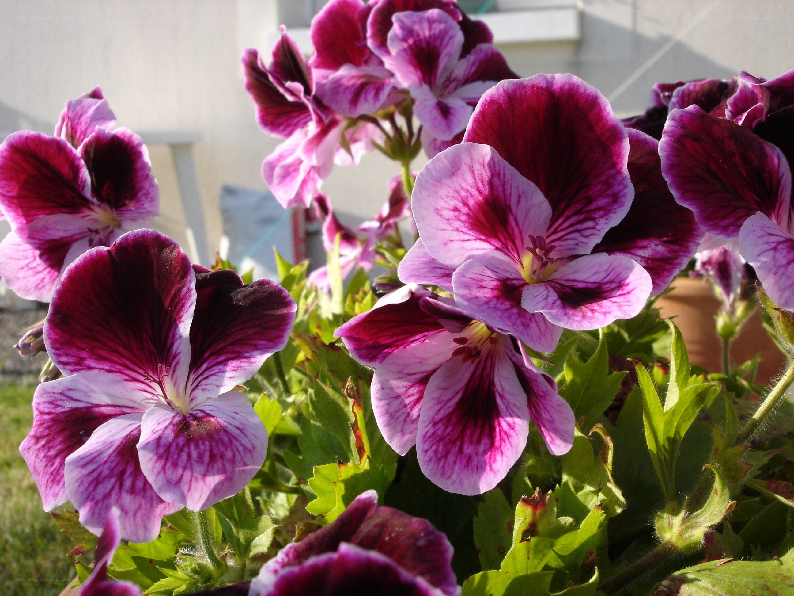 Purple and white geraniums in bloom