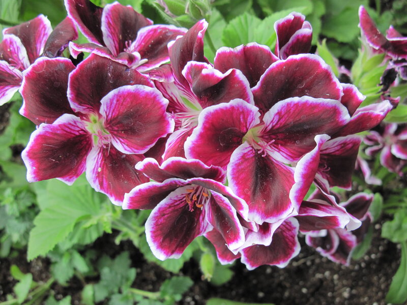 Purple and White Geraniums — Natural