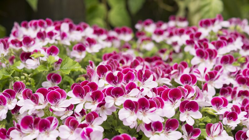 Purple and White Geraniums — Pink