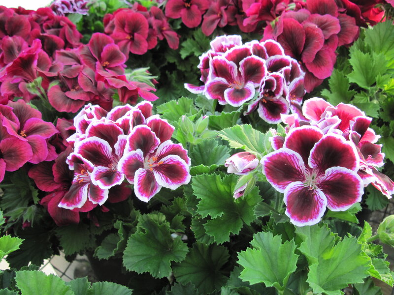 Purple and White Geraniums
