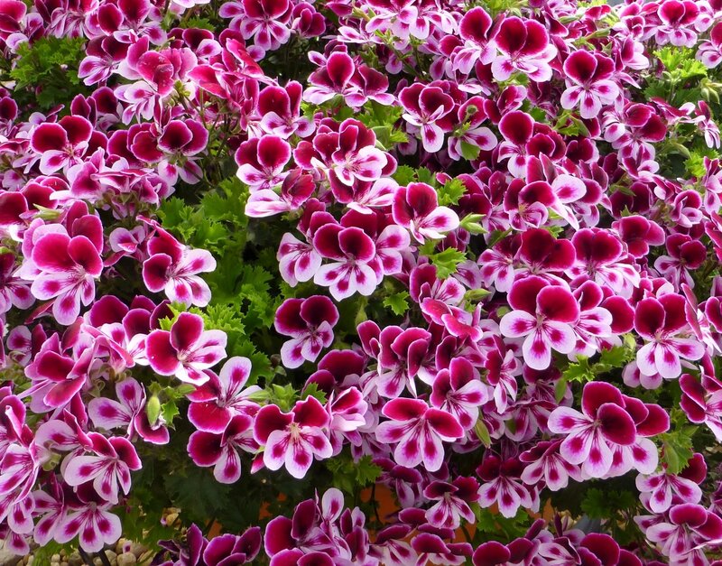 Purple and White Geraniums — Vibrant