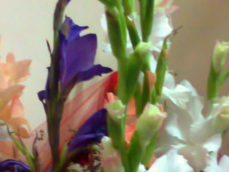Purple and White Gladiolus — Calm