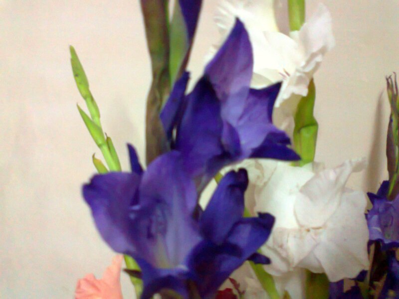 Purple and White Gladiolus