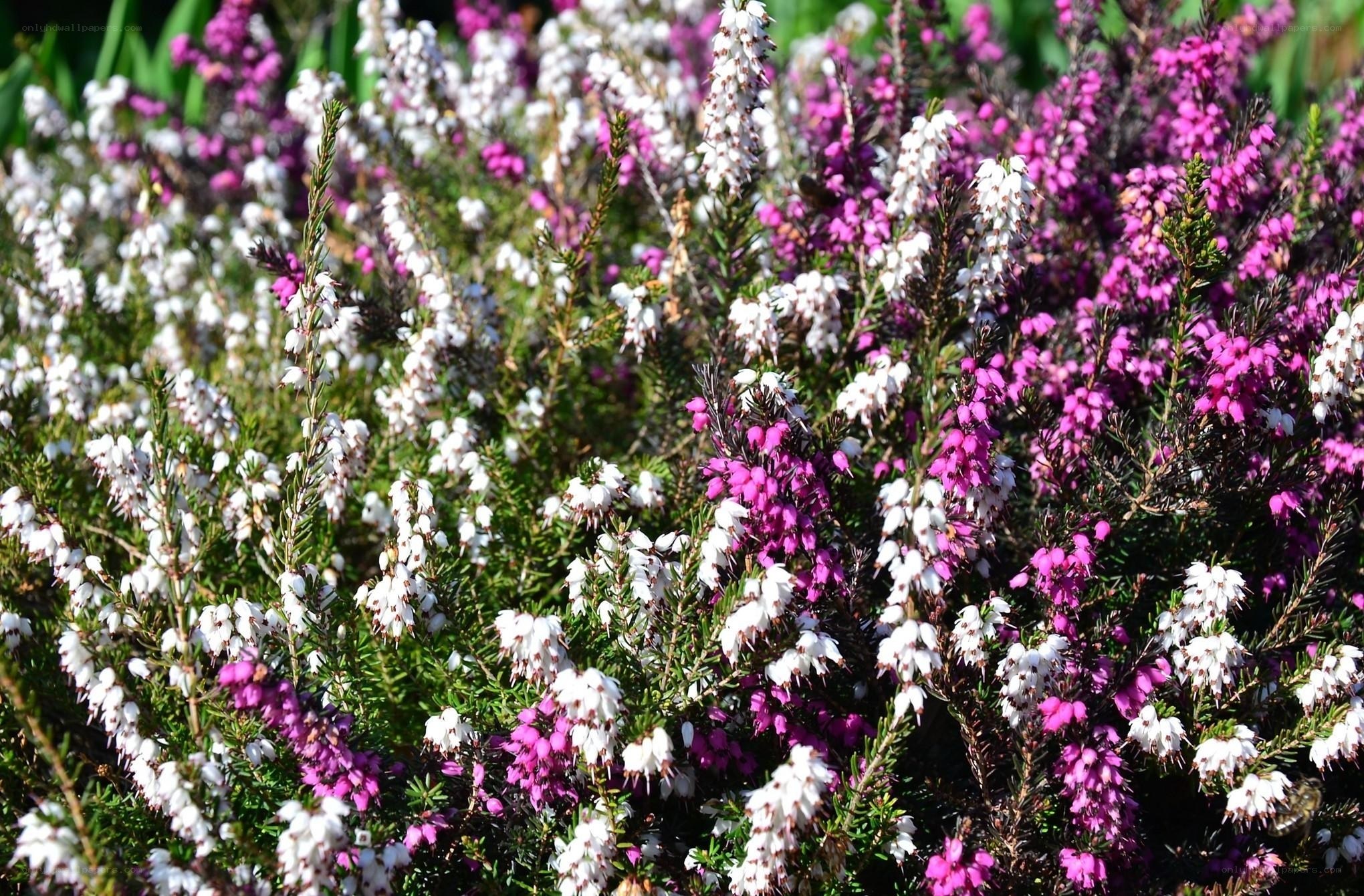 purple and white heather flowers