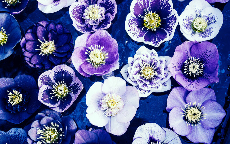 Purple and White Hellebore Flowers