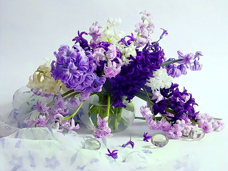 Purple and White Hyacinths — Serene