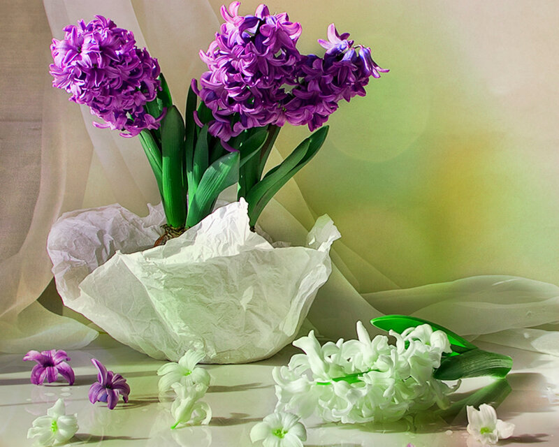 Purple and White Hyacinths