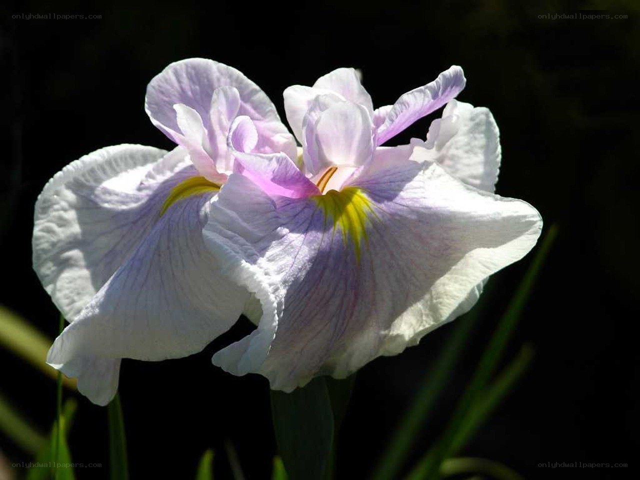 purple and white iris flower