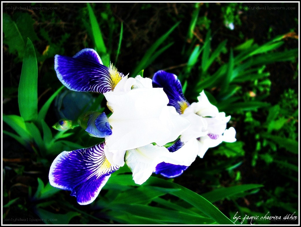purple and white iris flower