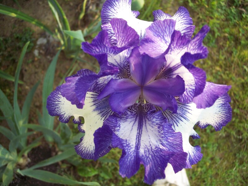 Purple and White Iris Flower — Calm, Afternoon