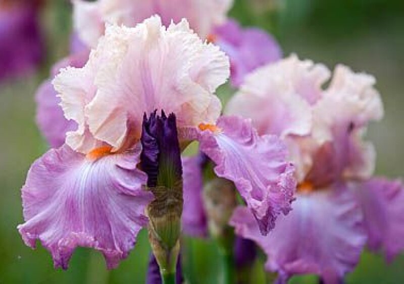 Purple and White Iris Flower — Calm, Spring, Photograph