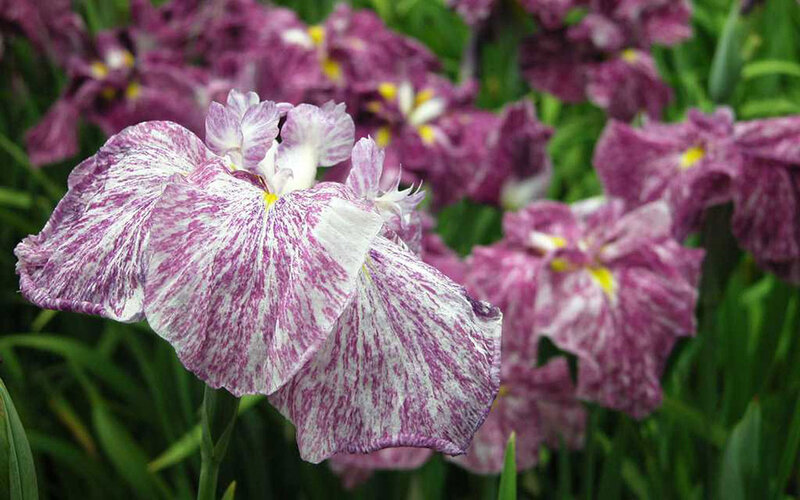 Purple and White Iris Flower — Calm, Spring