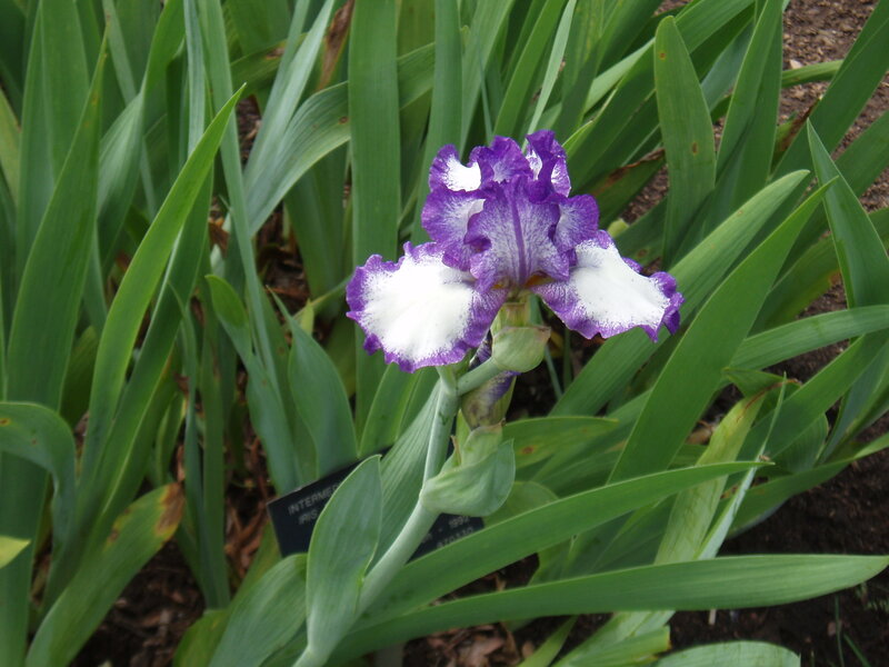 Purple and White Iris Flower — Calm