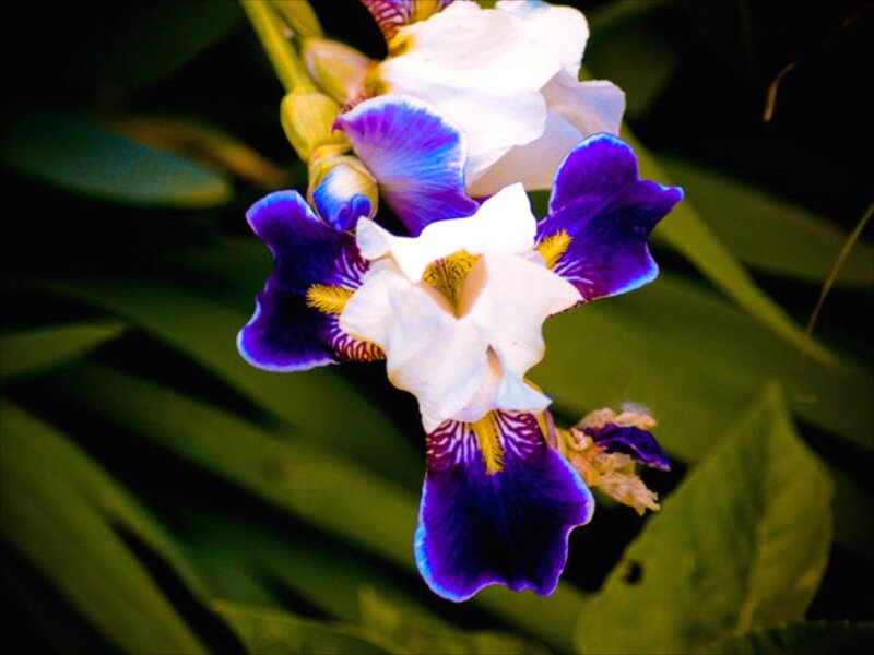Purple and White Iris Flower — Natural, Photograph