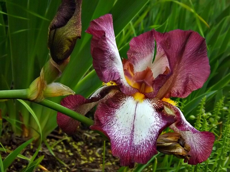 Purple and White Iris Flower — Natural
