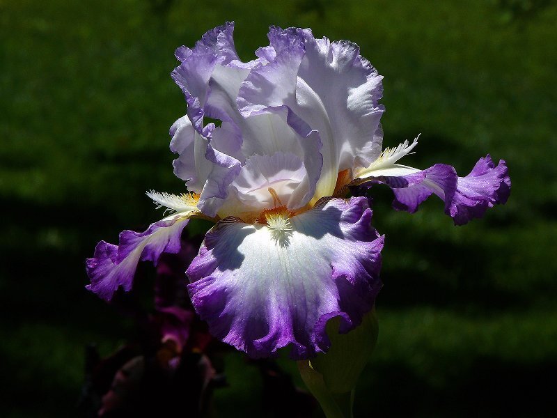 Purple and White Iris Flower — Serene, Afternoon