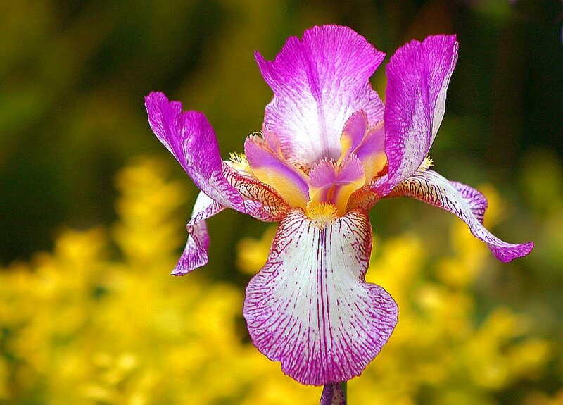 Purple and White Iris Flower — Serene