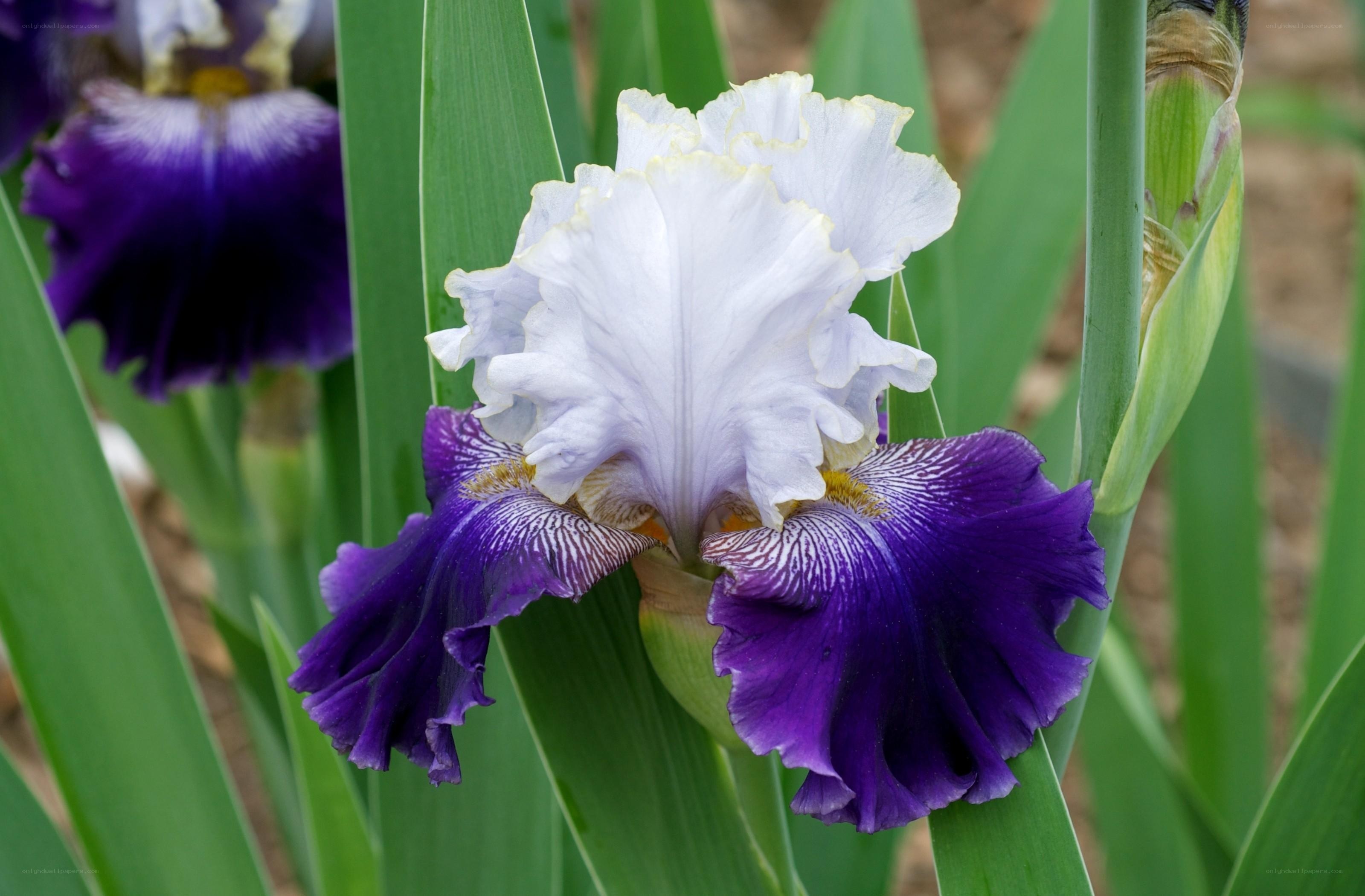 Purple and white iris flower