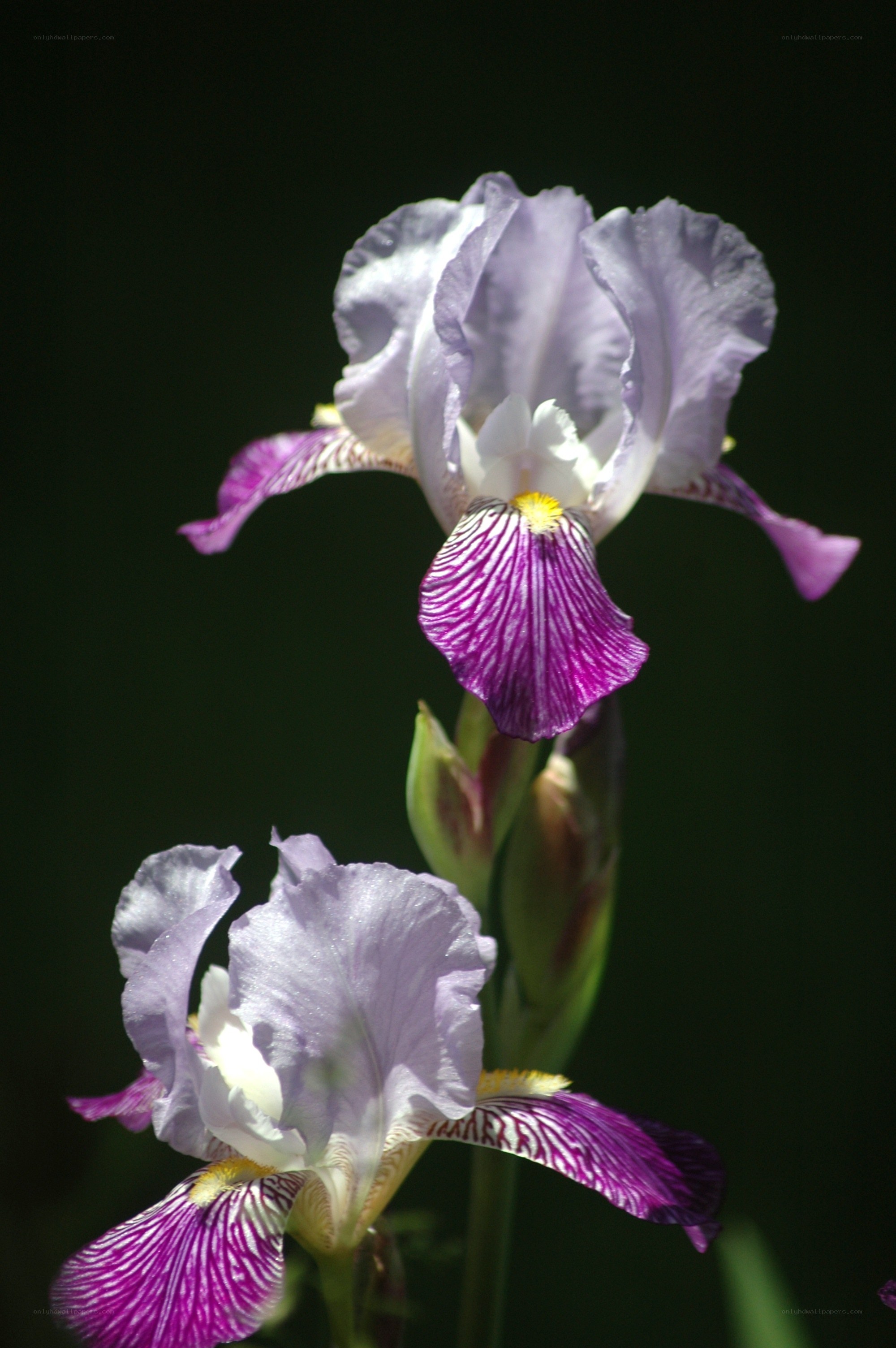 Purple and white iris flowers
